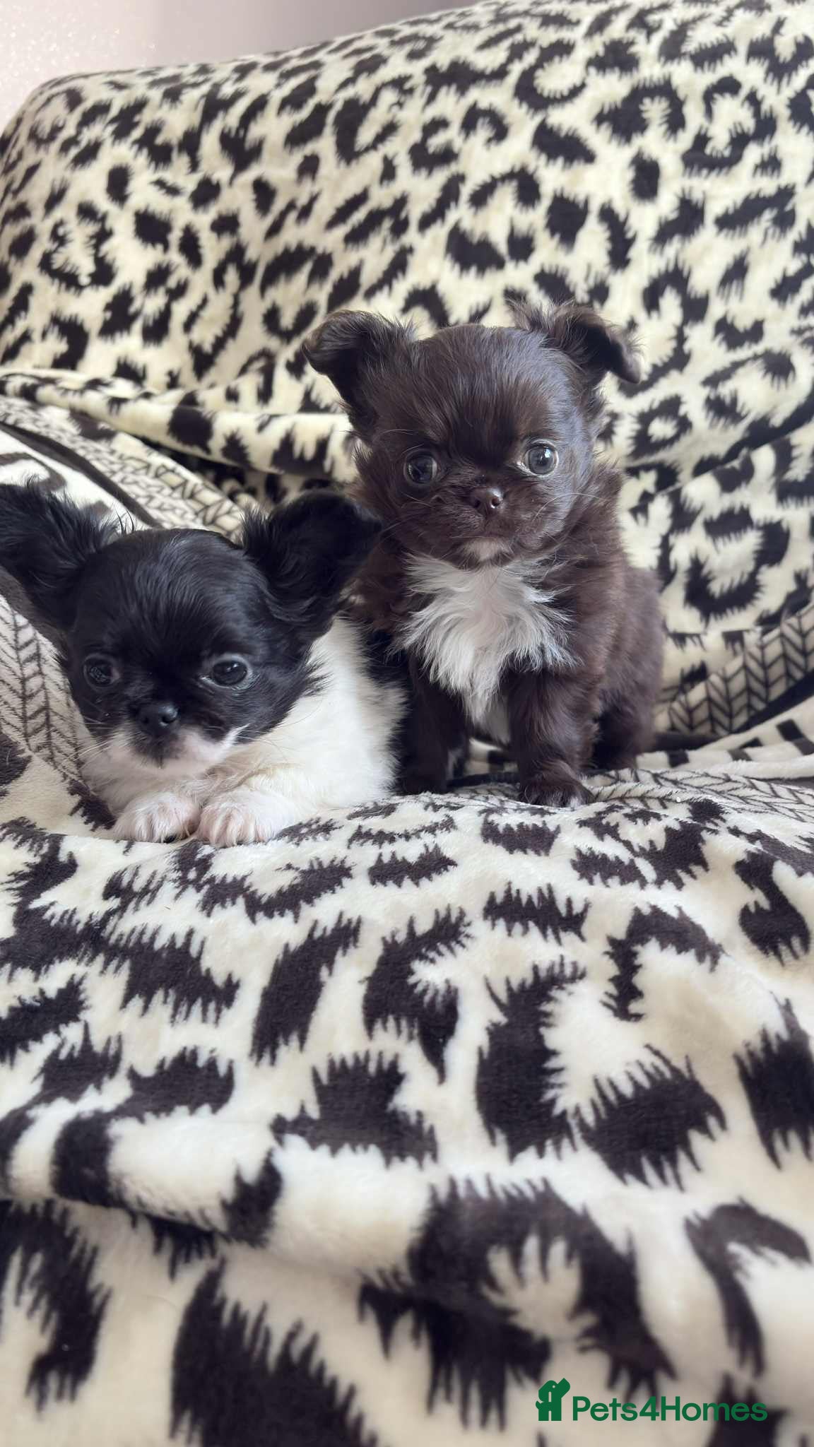 Chihuahua dogs Chihuahua  - Advert 6