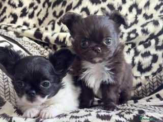 Chihuahua dogs Chihuahua - Advert 6