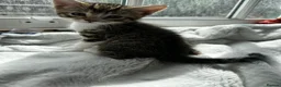 Domestic Shorthair cats for sale: Cute playful kittens ready for loving homes in London - Advert 4