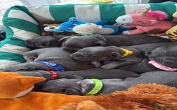 French Bulldog dogs for sale: 7 beautiful French bulldog puppies  - Image 5