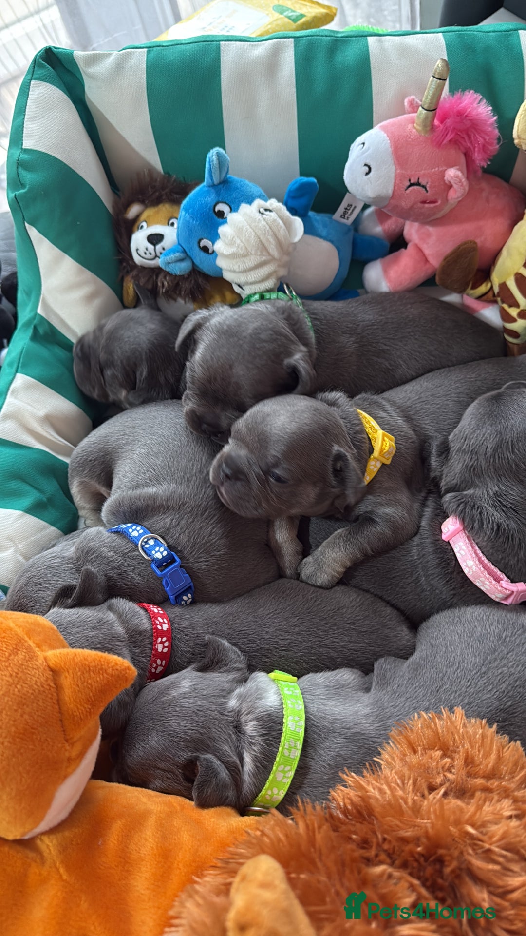 French Bulldog dogs for sale: 7 beautiful French bulldog puppies  - Image 5