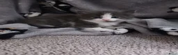Mixed Breed cats for sale: Gorgeous kittens - Advert 3