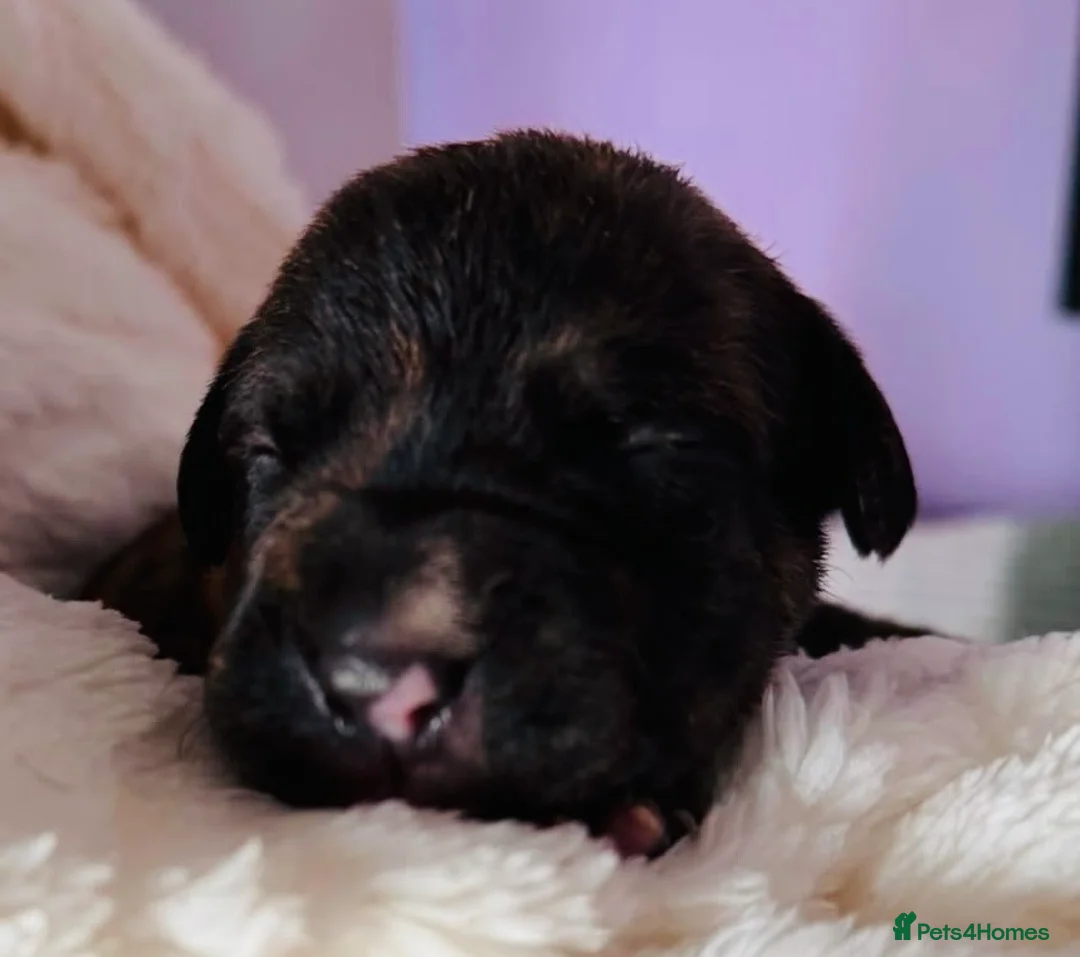 Mixed Breed dogs for sale: Cockerbull puppies for sale ❤️ in Bolton - Advert 12