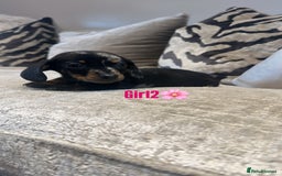 Miniature Dachshund dogs for sale: 🐾Adorable miniature dachshunds 🐾 - Image 11