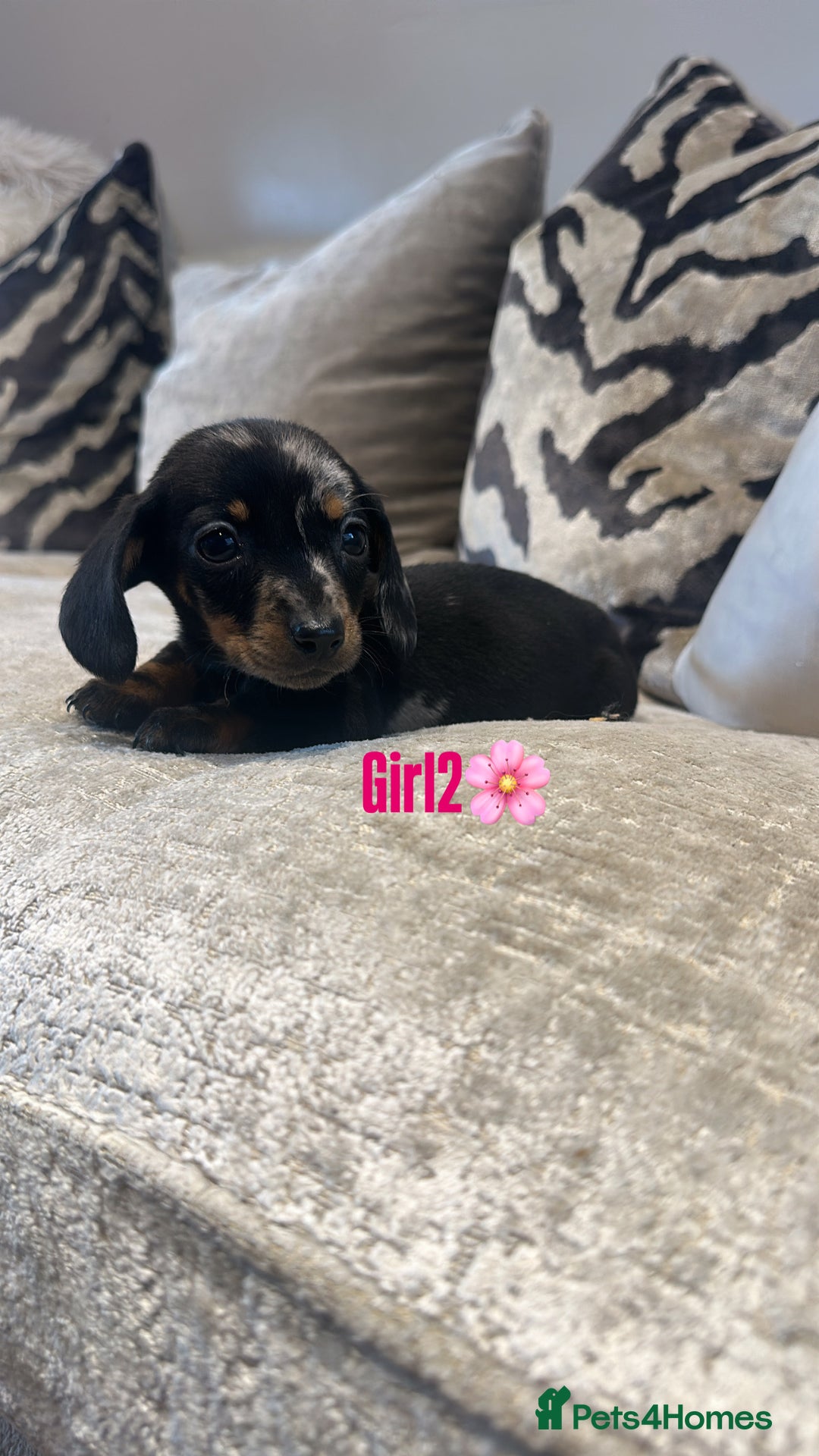 Miniature Dachshund dogs for sale: 🐾Adorable miniature dachshunds 🐾 - Image 11