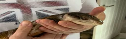 Skink reptiles for sale: Irian Jaya Blue Tongue Skink  - Advert 4