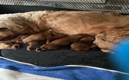 Toy Poodle dogs for stud: ‘Teddy’ KC Registered/Health tested Toy Stud in Wigan - Image 29