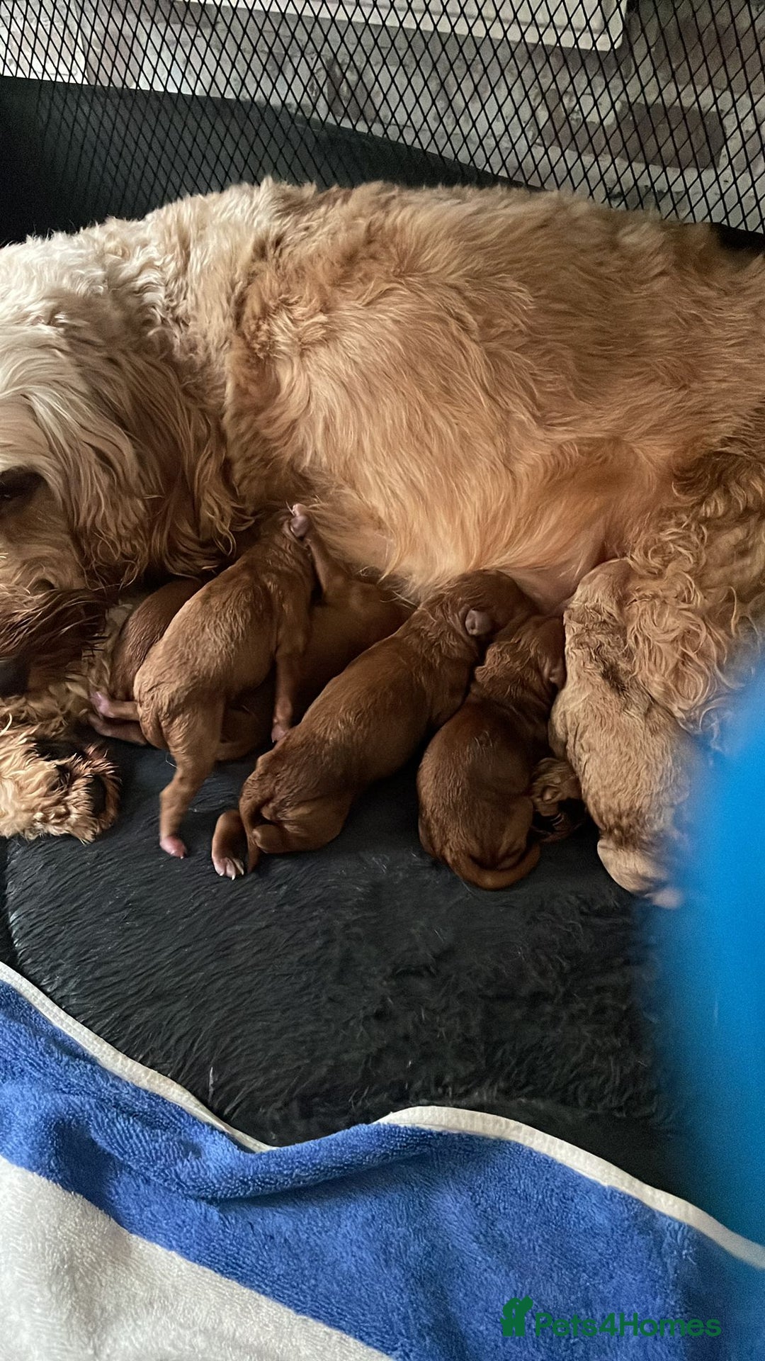 Toy Poodle dogs for stud: ‘Teddy’ KC Registered/Health tested Toy Stud in Wigan - Image 29