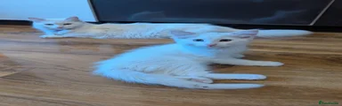 White Heterochromia Boy