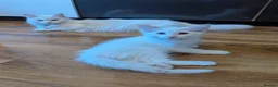 Mixed Breed cats for sale: Beautiful Boys for sale (1 w/ heterochromia) - Advert 5