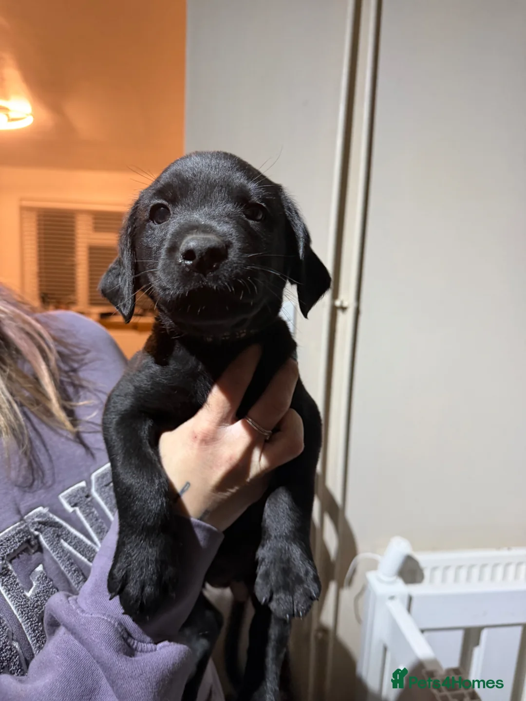 Labrador Retriever dogs for sale: Gorgeous Working Labrador Puppies - Advert 5