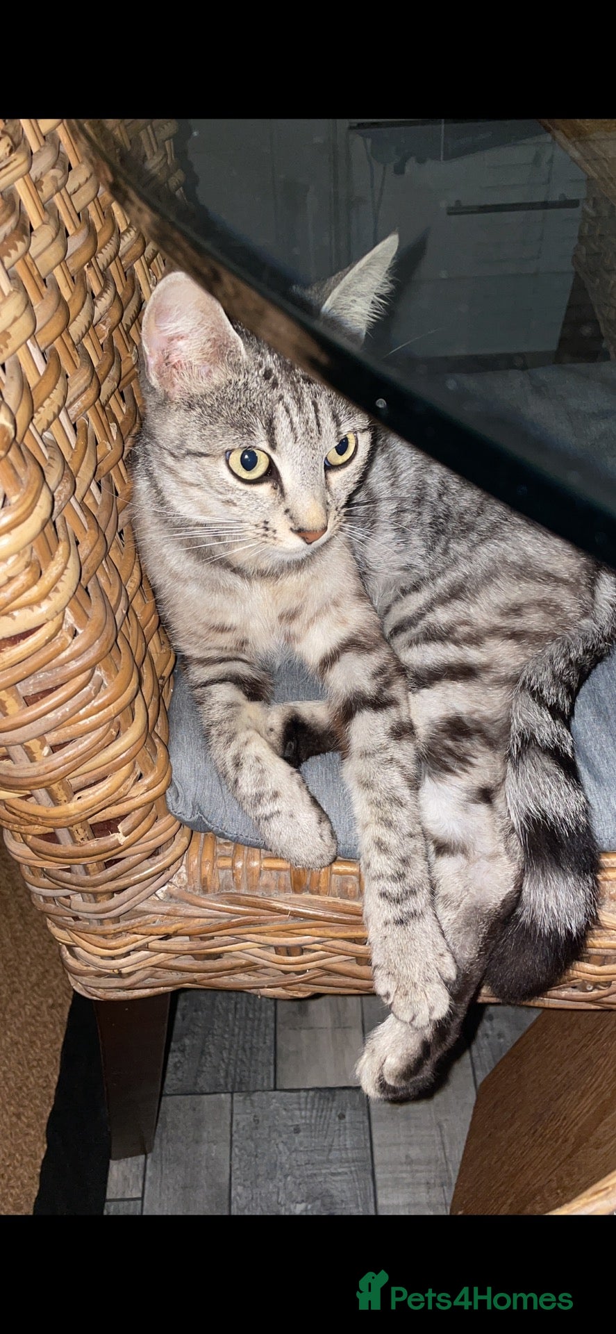 Mixed Breed cats for sale: Mixed bengal kittens  - Advert 4