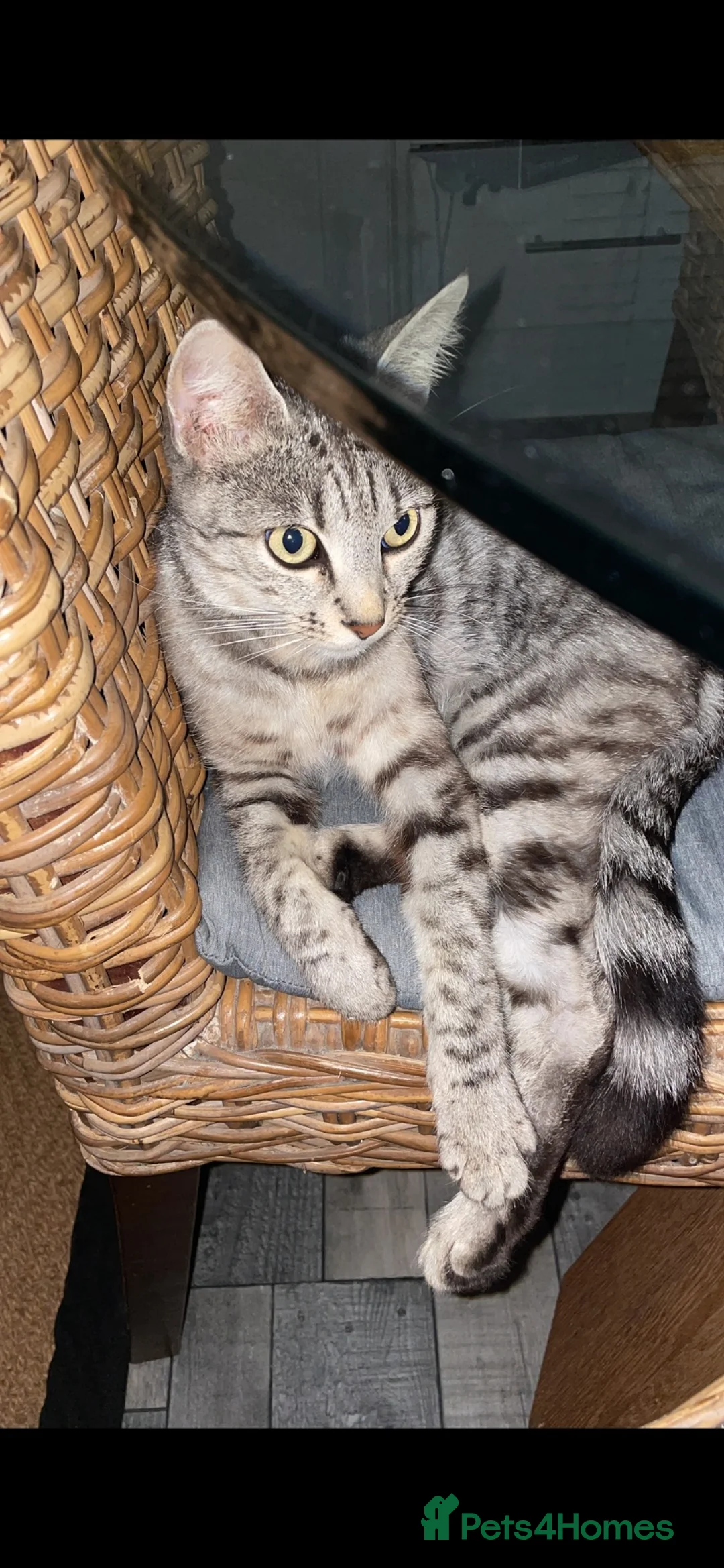 Mixed Breed cats for sale: Mixed bengal kittens  - Advert 1