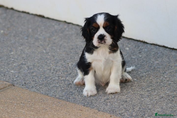 Cavalier King Charles Spaniel dogs PUG x CAVALIER puppies for sale  - Advert 2