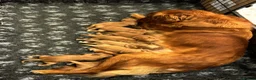 Golden Retriever dogs for sale: ⭐ Dark, DNA, KC Reg Golden Retrievers ⭐ - Advert 6