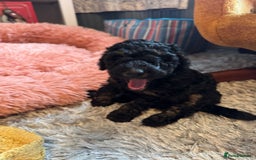 Cockapoo dogs for sale: Gorgeous F1B cockapoo  - Advert 13