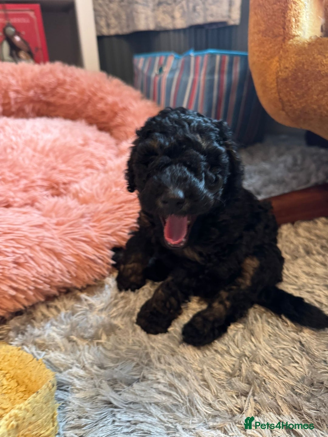 Cockapoo dogs for sale: Gorgeous F1B cockapoo  - Advert 13