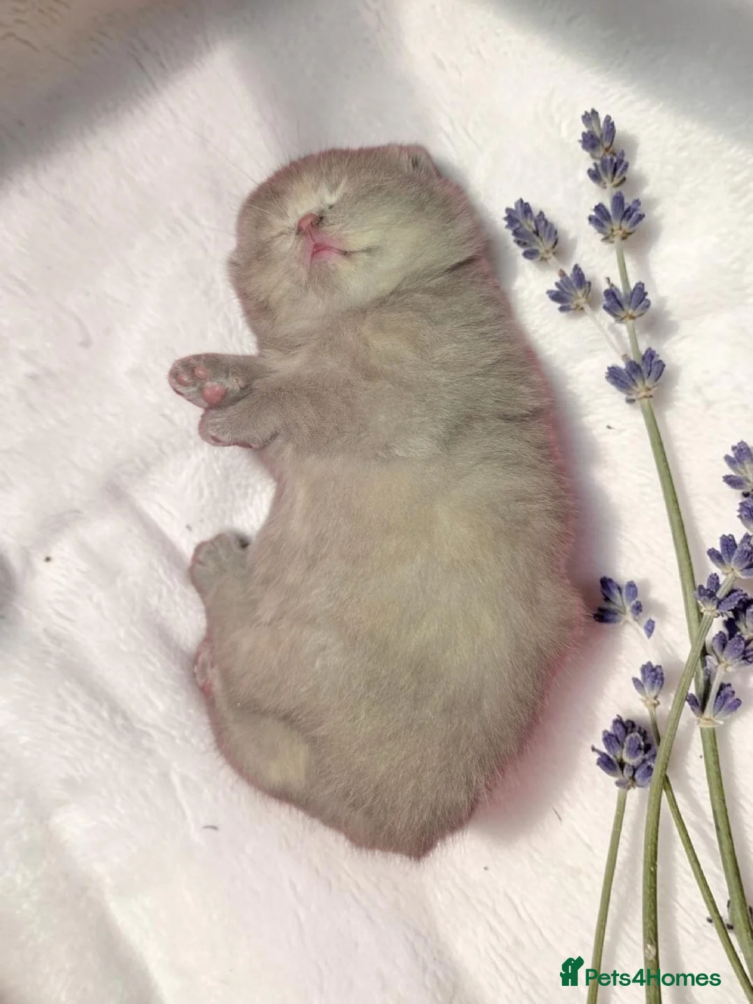 British Shorthair cats for sale: Absolutely beautiful kittens looking forever homes - Advert 7