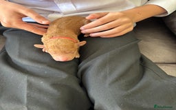 Mixed Breed dogs for sale: Labradoodle x Australian Labradoodle Puppies - Image 10