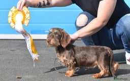 Miniature Dachshund dogs for stud: Miniature wire hair stud (crufts qualified) in Bridge of Weir - Image 5