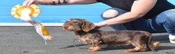 Miniature Dachshund dogs for stud: Miniature wire hair stud (crufts qualified) in Bridge of Weir - Advert 5
