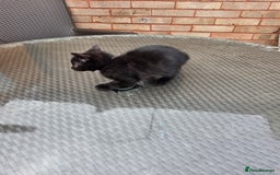 Mixed Breed cats for sale: 6 beautiful kittens for sale - Image 7