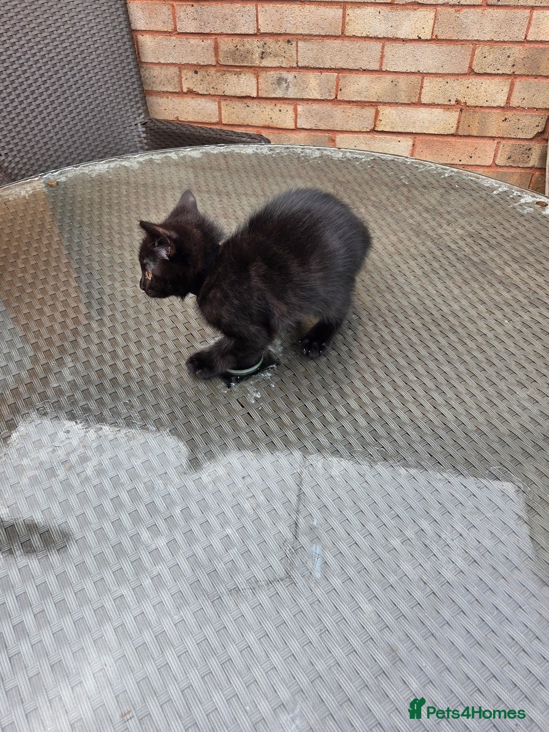 Mixed Breed cats for sale: 6 beautiful kittens for sale - Image 7
