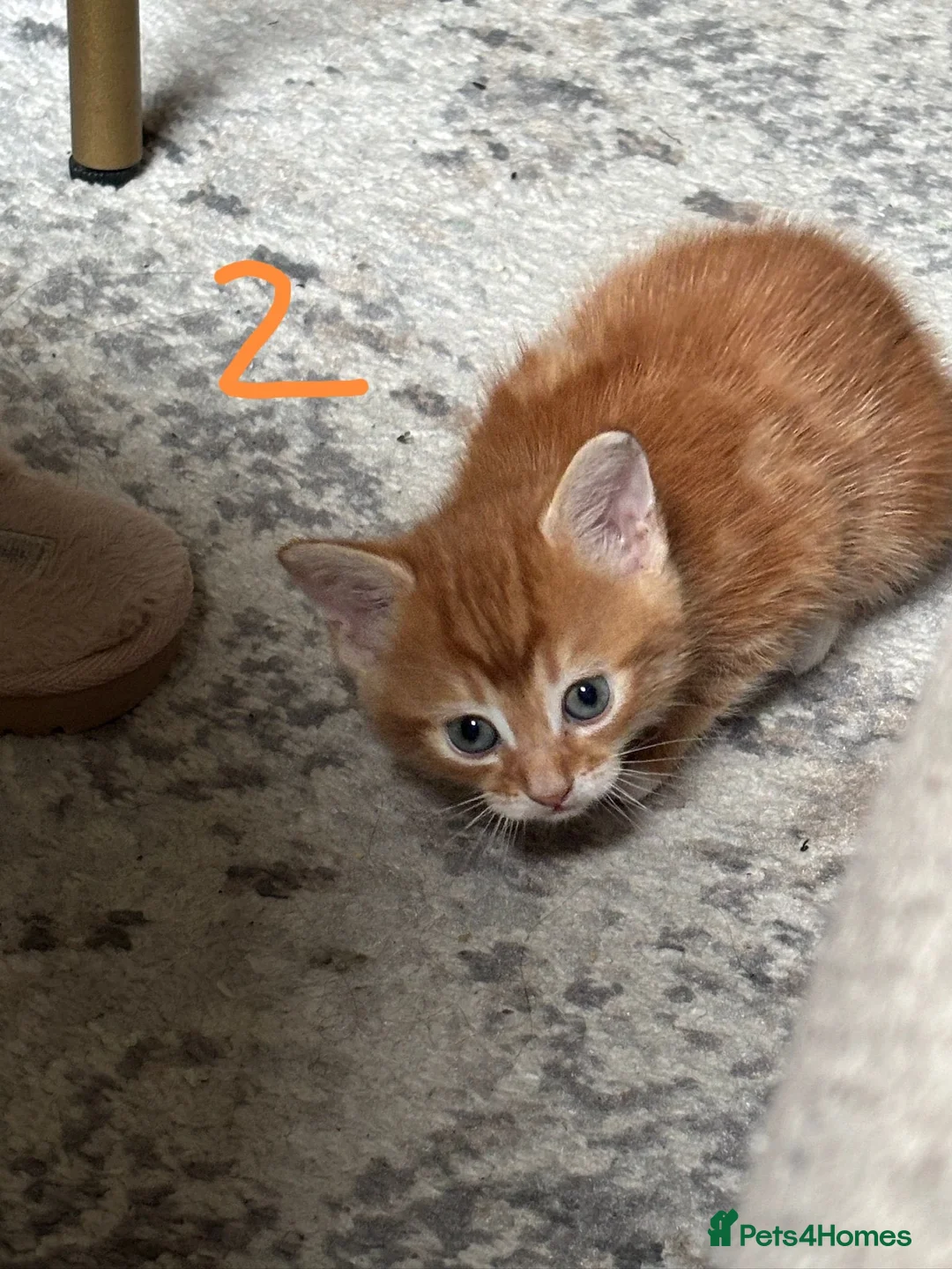 Mixed Breed cats for sale: Beautiful kittens ready now - Advert 22