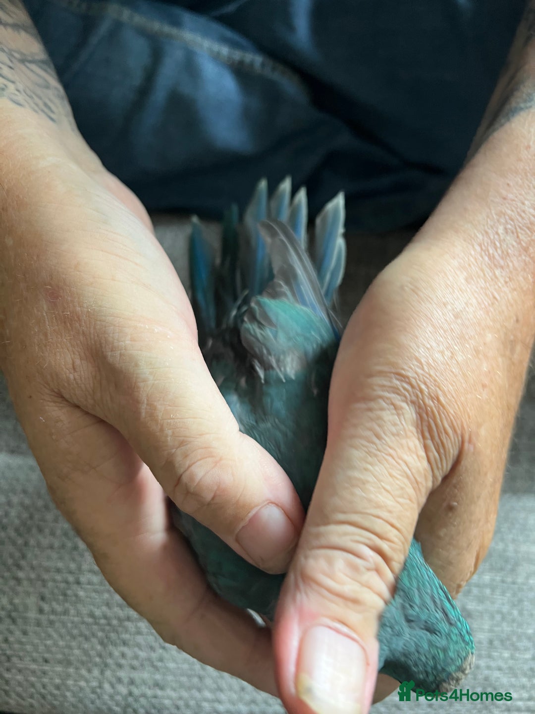 Parakeets birds for sale: Young male kakariki  - Image 2