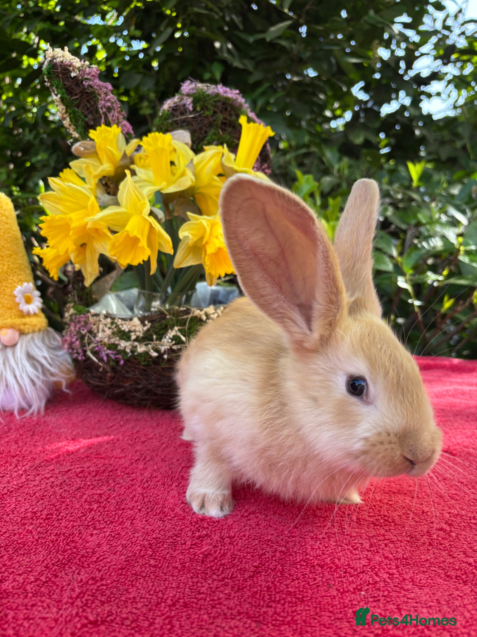 Continental Giant rabbits Vaccinated Continental Giant Rabbits - Advert 2