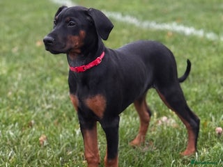 Mixed Breed dogs Dobermann hybrid. 1 female/male available - Advert 1