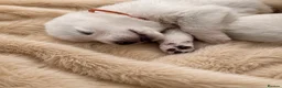 White Swiss Shepherd dogs for sale: KC White Swiss Shepherd puppies Champion Bloodline - Advert 11