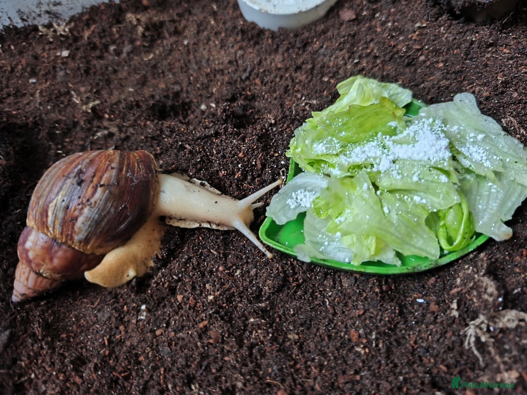 Snails invertebrates for sale: Four Giant African Land Snails for sale - Advert 4