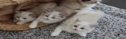 Ragdoll cats for sale: Tica Registered 💎 Ragdoll Kittens - Advert 9