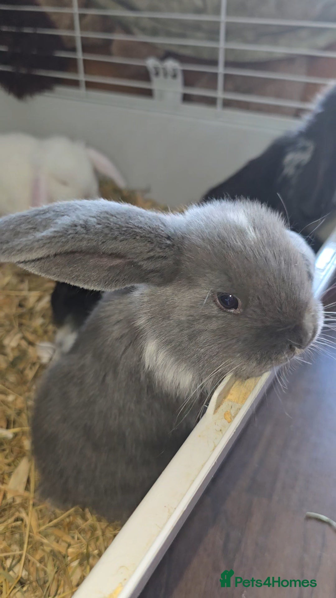 French Lop rabbits Tri coloured french lop - Advert 2