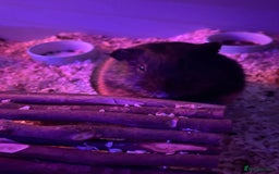 Guinea Pig rodents for sale: Need rehoming  - Image 2