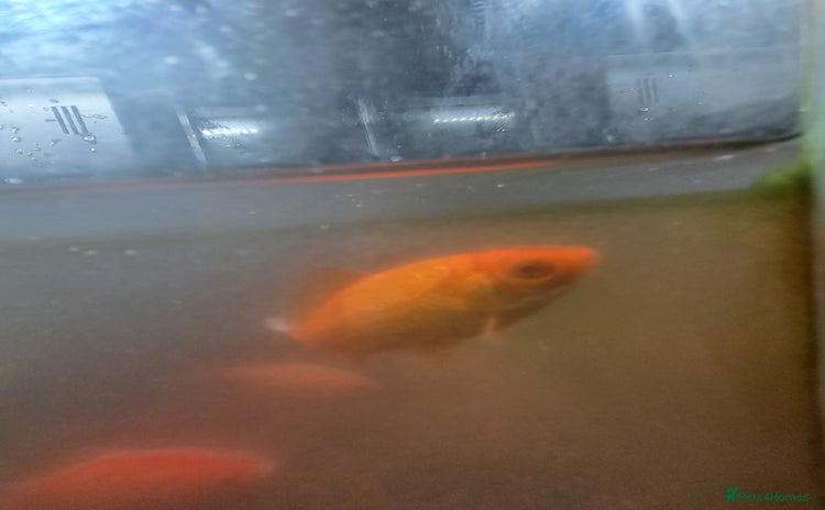 Goldfish fish - Advert 1