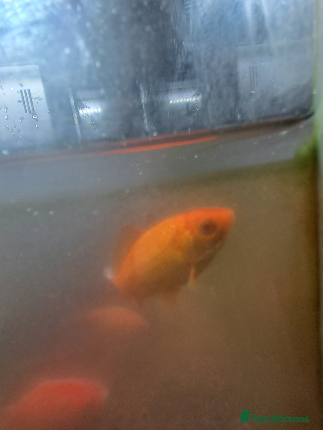 Goldfish fish for sale: Goldfish for sale - Image 1