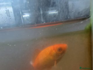 Goldfish fish - Advert 16