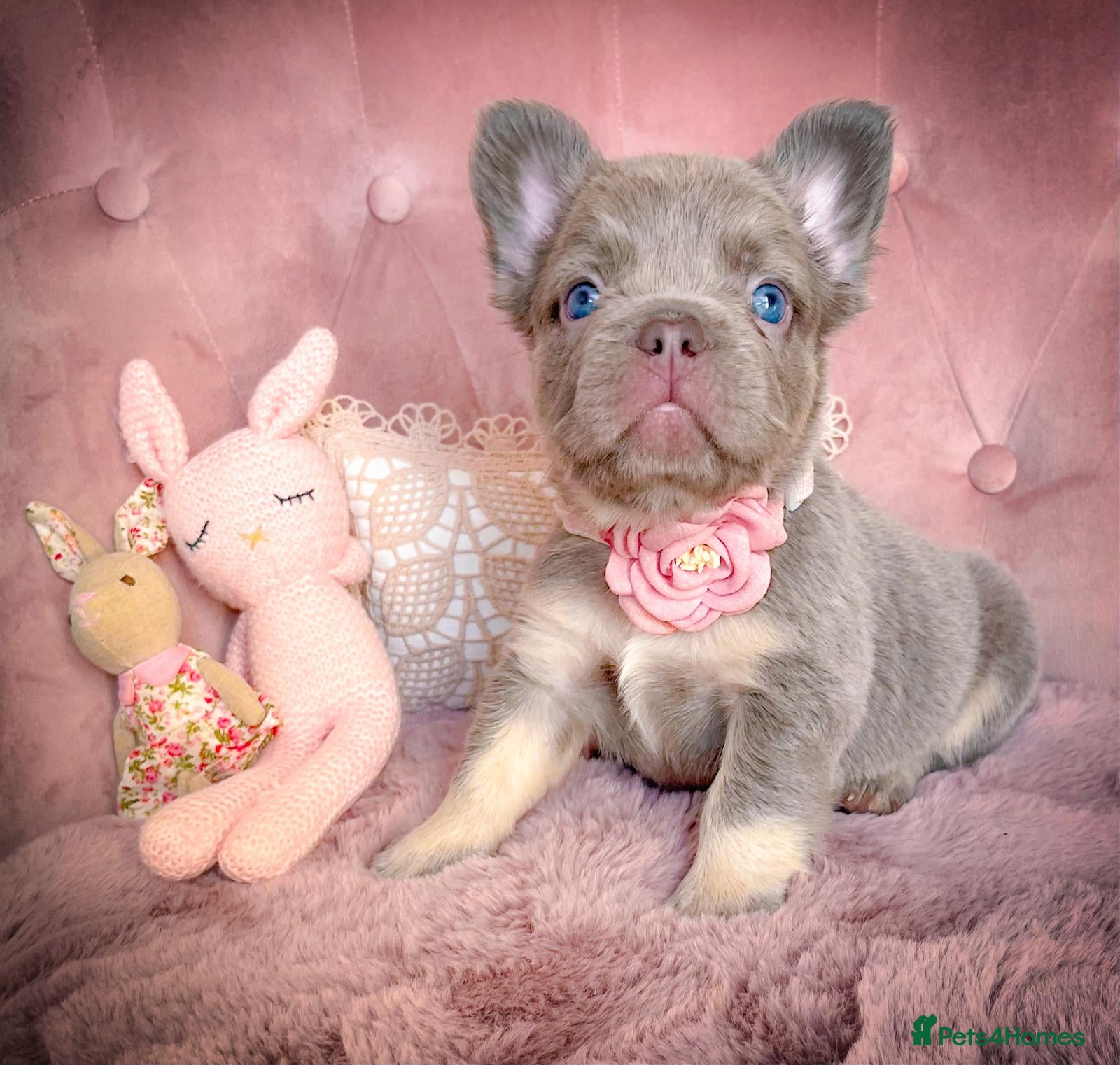 French Bulldog dogs 🌸FLUFFY,LILAC&TAN,TESTABLE GIRLS&BOYS🌸 - Advert 16