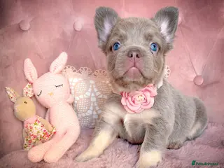 French Bulldog dogs 🌸FLUFFY,LILAC&TAN,TESTABLE GIRLS&BOYS🌸 - Advert 7