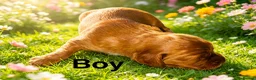 Cockapoo dogs for sale: DNA CLEAR, Stunning F1 Cockapoo puppies - Advert 5