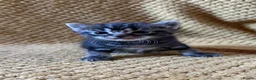 Mixed Breed cats for sale: Kittens - Advert 6