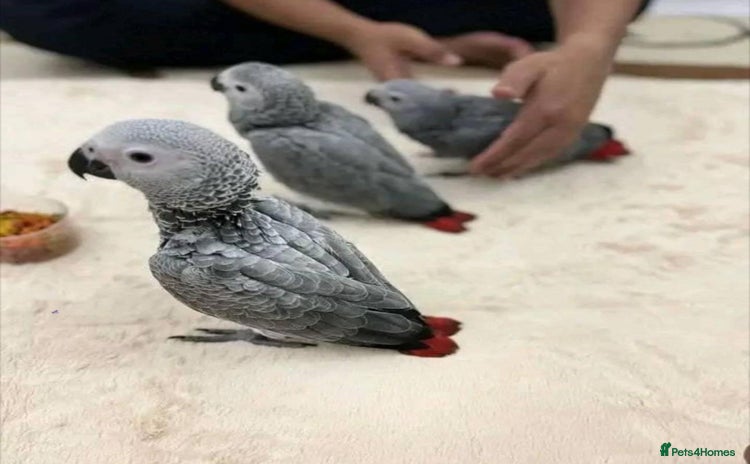 Parrots birds 12w Handreared Congo African grey parrot babies  - Advert 5