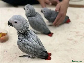 Parrots birds 12w Handreared Congo African grey parrot babies - Advert 5