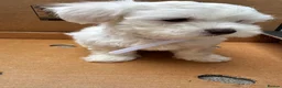 Maltese dogs for sale:   Maltese boys  - Advert 4