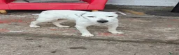 Jack Russell dogs for stud: 2x jack russell for stud in Doncaster - Advert 14