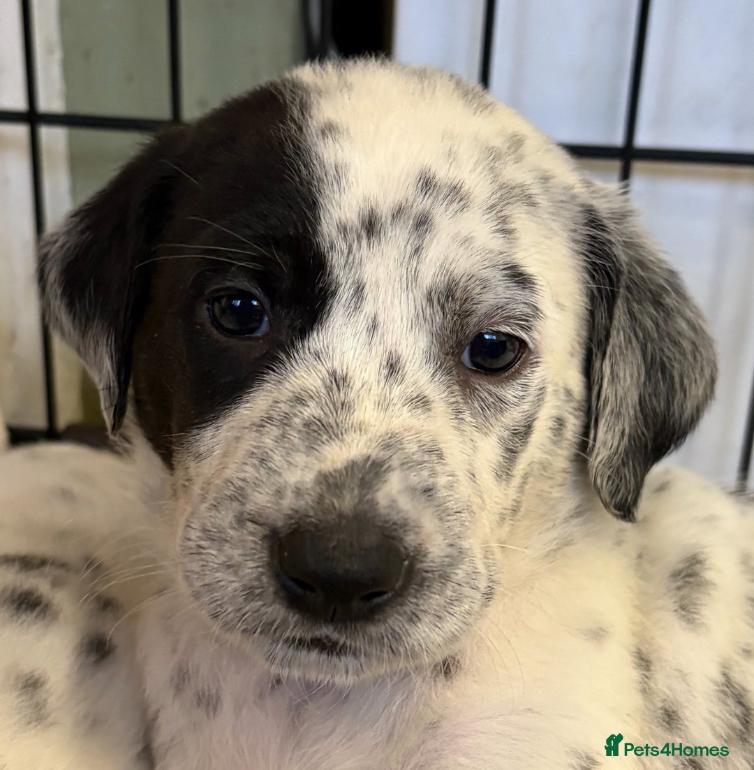 Mixed Breed dogs for sale: Pyrematian puppies - Advert 19