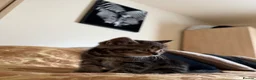 British Shorthair cats for sale: Mixed breed  - Advert 9