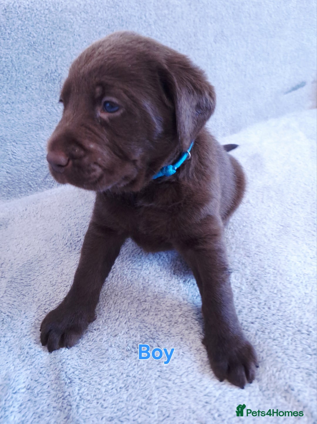 Labrador Retriever dogs for sale: Chunky, healthy Chocolate and Silver puppies!!! - Advert 7